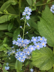 Myosotis sylvatica