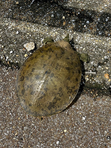 Spiny Softshell