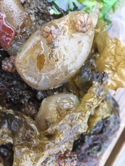 Phlebobranchia