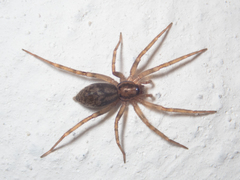 Liocranum rupicola