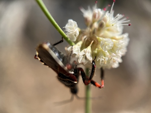 iNaturalist observation photo of California Bee Assassin