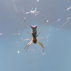 Micrathena nigrichelis