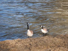 Branta canadensis