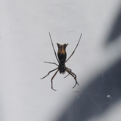 Micrathena nigrichelis