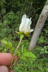 Rosa arvensis, photograph (c) David Sandler, some rights reserved (CC BY)