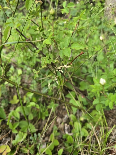 Rosa arvensis, photograph 5