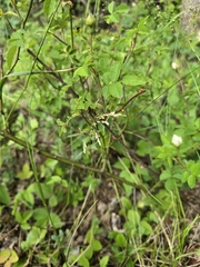 Rosa arvensis, photograph (c) David Sandler, some rights reserved (CC BY)