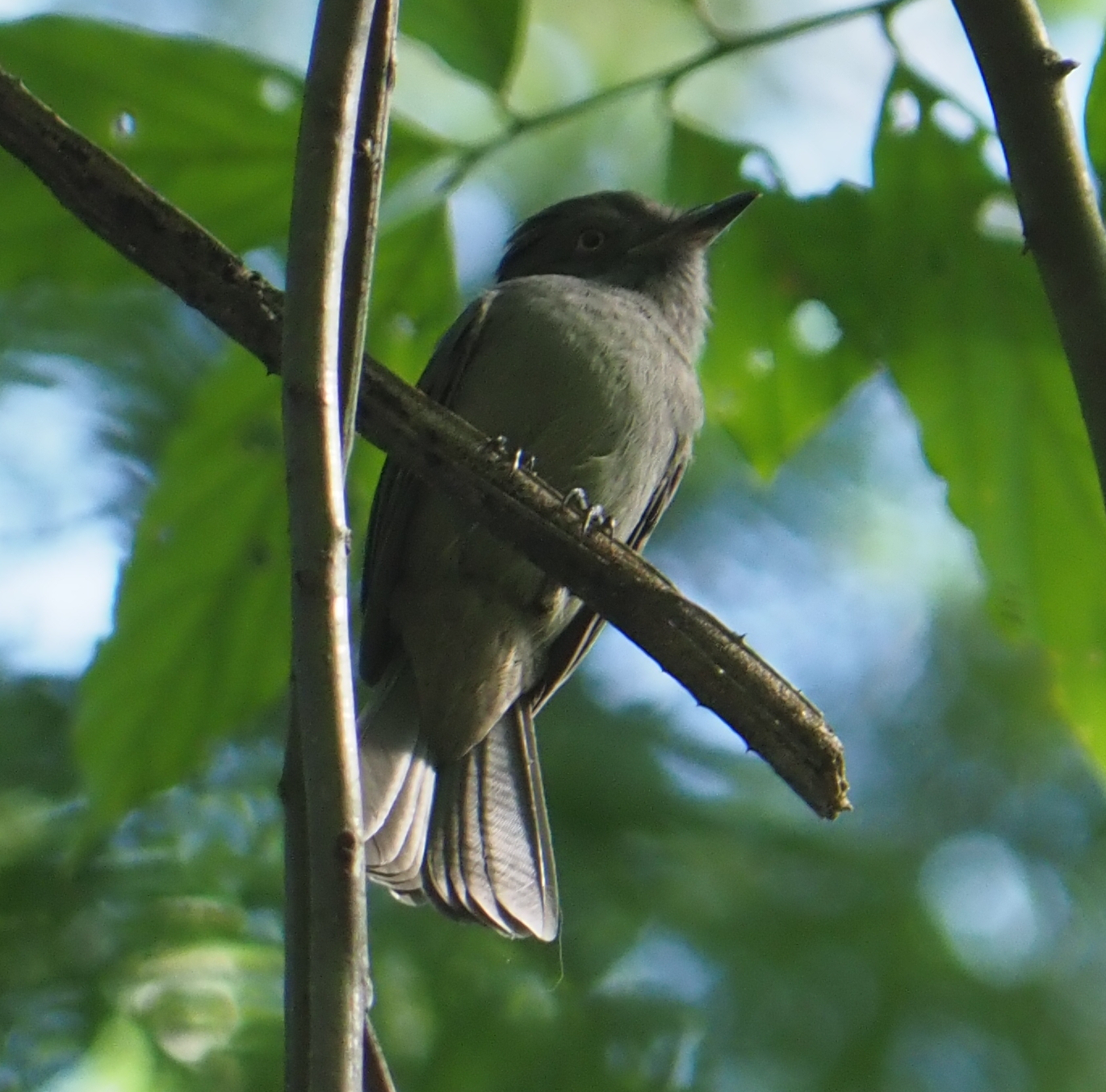 Greyish Mourner (Rhytipterna simplex), photo 3