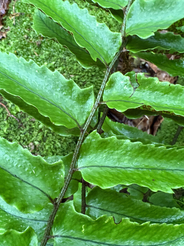 Cyrtomium fortunei, photograph 5
