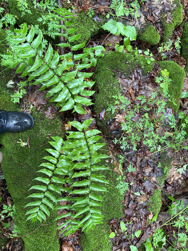 Cyrtomium fortunei, photograph 3