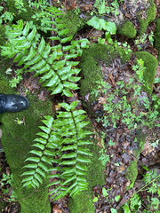 Cyrtomium fortunei, photograph author not stated, no rights reserved