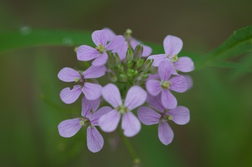 Dontostemon dentatus iNat (1)