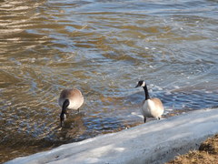 Branta canadensis