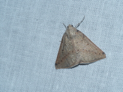 Cassythaphaga petrochroa
