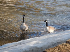 Branta canadensis