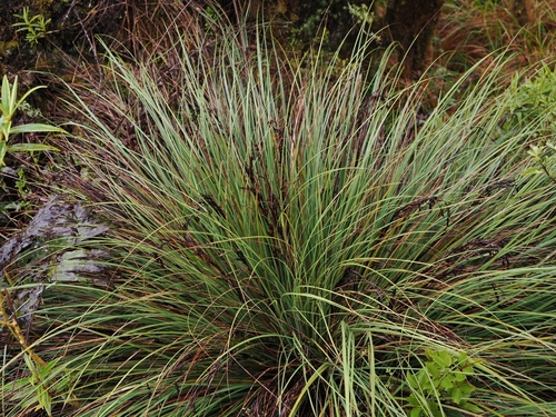 Gahnia procera observed 2026-06-21