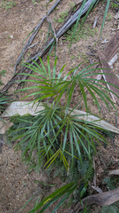 Deckenia nobilis