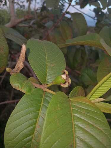 Common guava