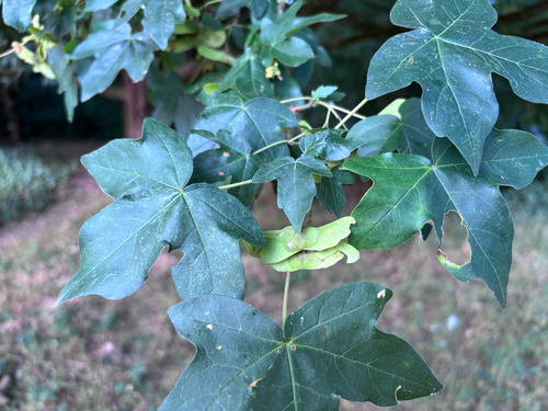 field maple