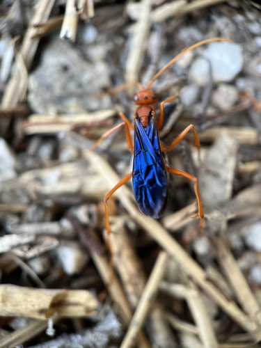 iNaturalist observation photo of Ageniella