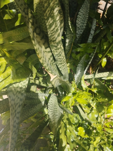 Sansevieria observed 2026-06-22