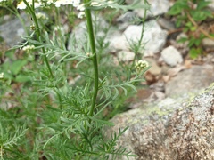 Achillea chamaemelifolia, photograph (c) Clément Maouche, some rights reserved (CC BY)