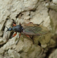 Bibio pomonae
