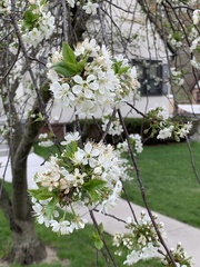Prunus cerasus