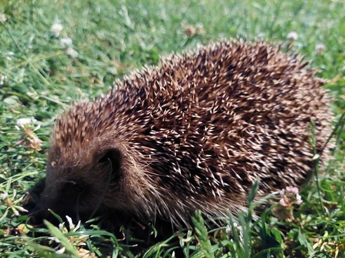 Common Hedgehog