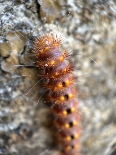 iNaturalist observation photo of Pacific Dagger