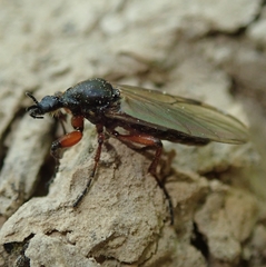 Bibio pomonae