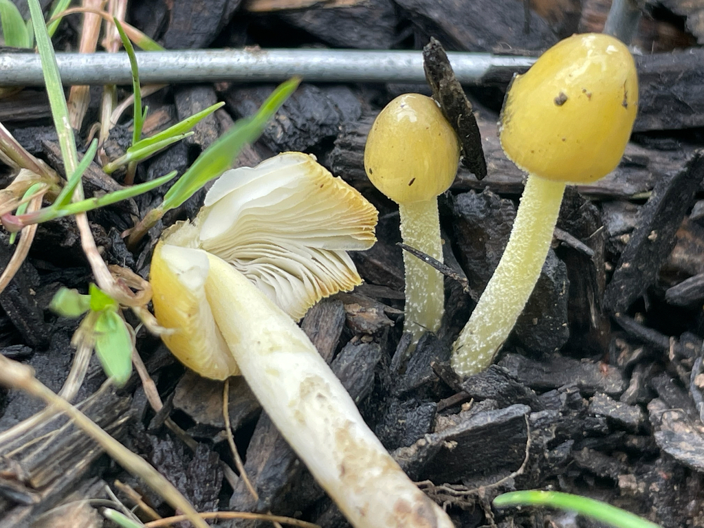 yellow fieldcap