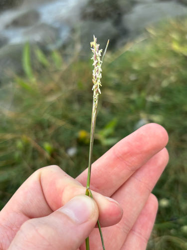 Puccinellia maritima, 2026-06-22