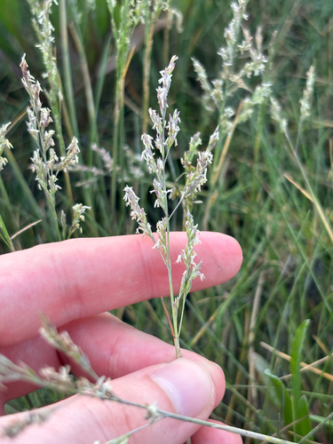 Puccinellia maritima, 2026-06-22