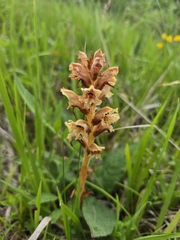 Orobanche teucrii