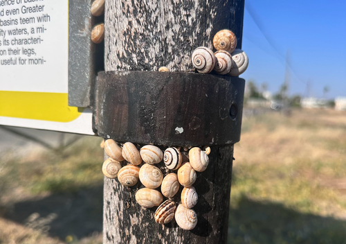 White Italian Snail