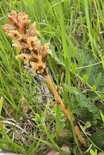Orobanche teucrii, photograph 2