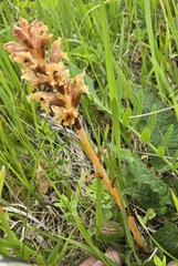 (c) David Sandler, some rights reserved (CC BY) Orobanche teucrii, photograph (c) David Sandler, some rights reserved (CC BY)