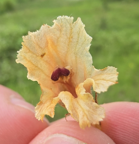 Orobanche teucrii, photograph 3