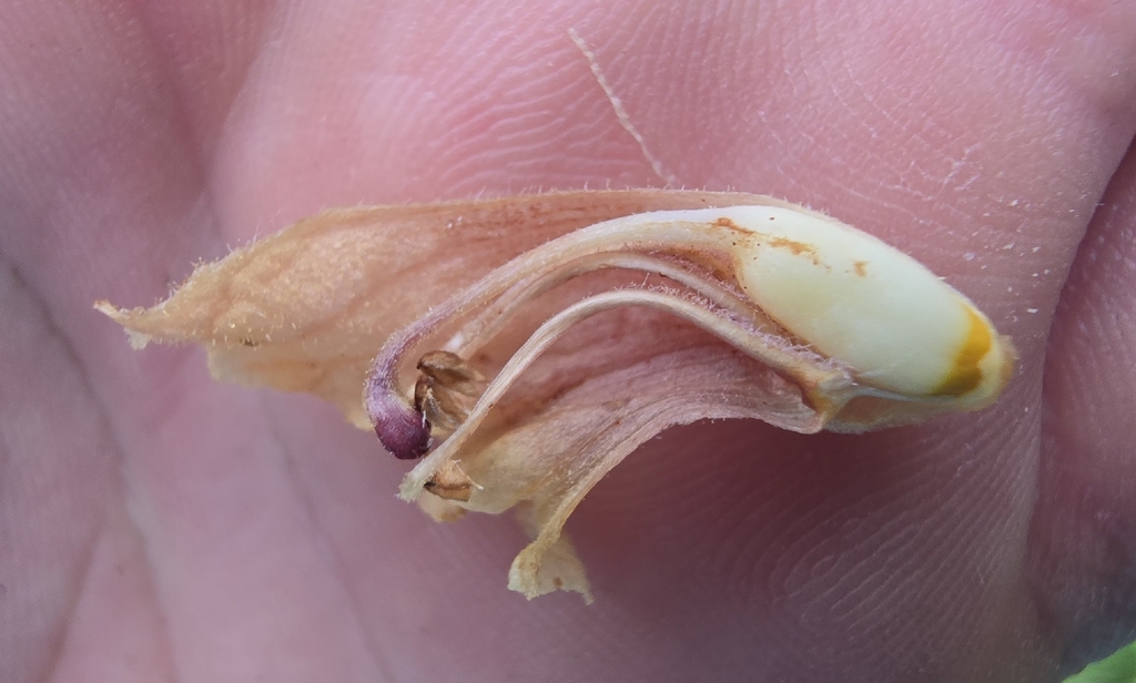 Orobanche teucrii; photograph (c) David Sandler, some rights reserved (CC BY)