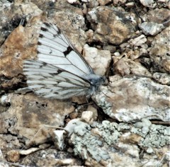Pontia sisymbrii