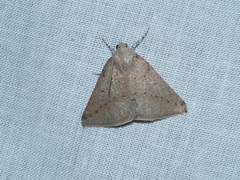 Cassythaphaga petrochroa