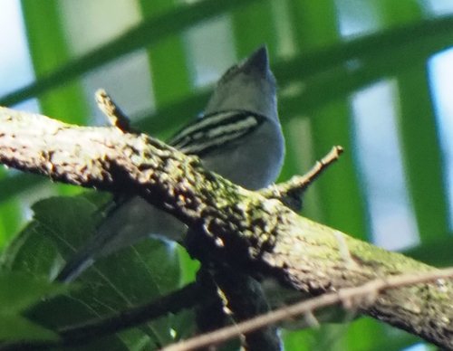 Black-capped Becard (Pachyramphus marginatus)
