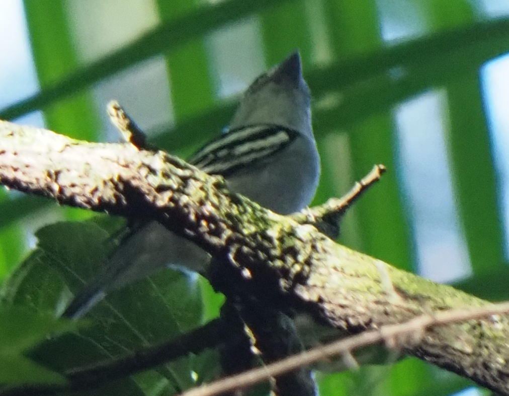 Black-capped Becard (Pachyramphus marginatus), photo 1