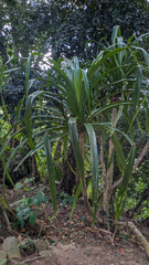 Lodoicea maldivica, photograph (c) Rafael Würtemberger, some rights reserved (CC BY)