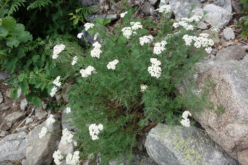Achillea chamaemelifolia, photograph 2