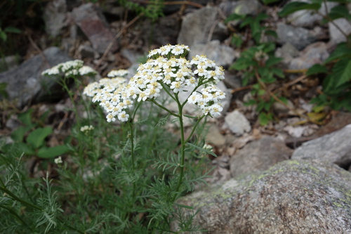 Achillea chamaemelifolia