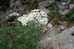 Achillea chamaemelifolia
