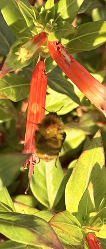 Bombus pascuorum siciliensis