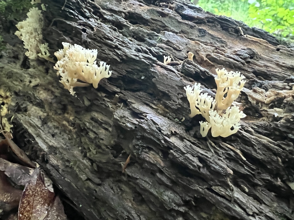 crown-tipped coral fungus · June 2026 · photo: Photo: (c) Brian C. Hunt, some rights reserved (CC BY) · iNaturalist